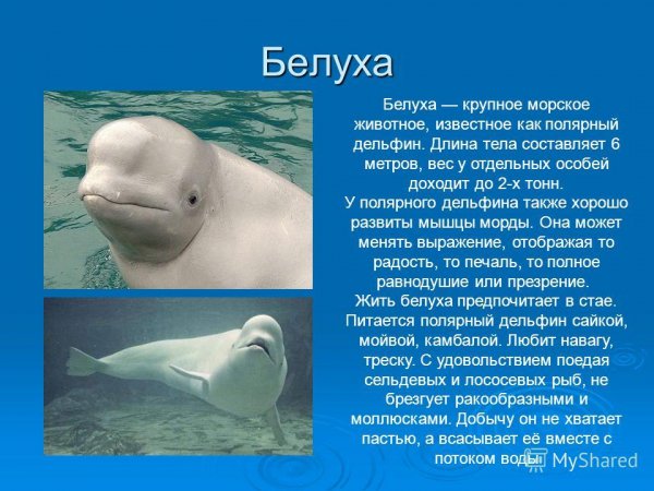 Белуха