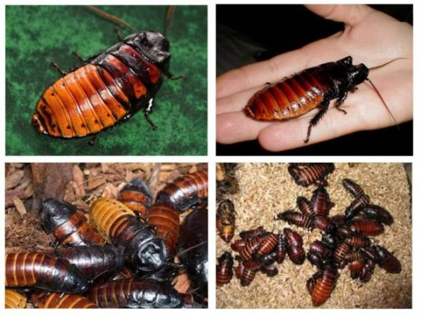 tshipyashi-tarakan-1-660x495(1)