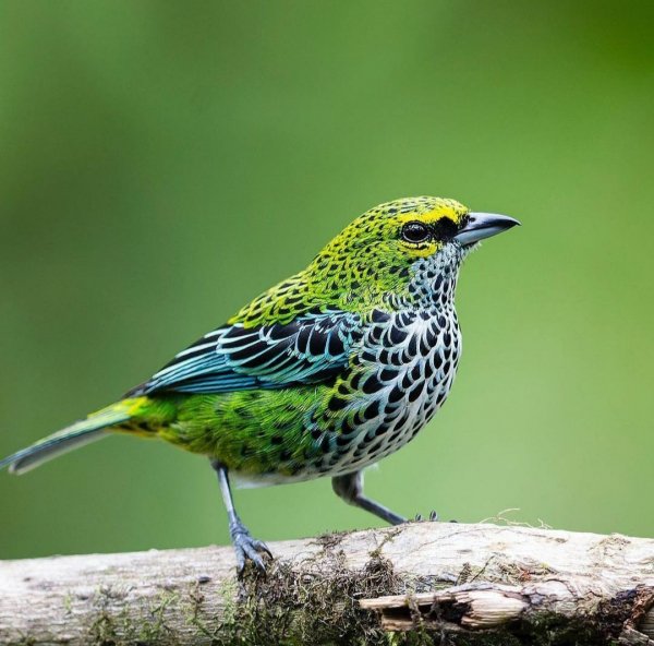 Крапчатая Танагра