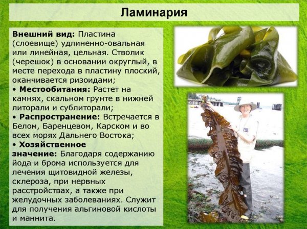 Ламинария