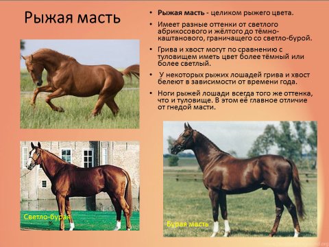 Рыжая масть