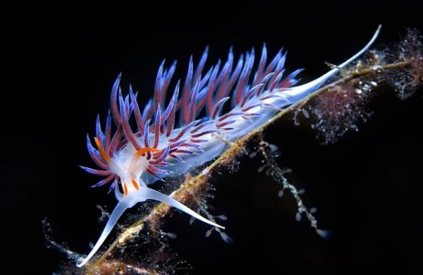 Красота подводного мира