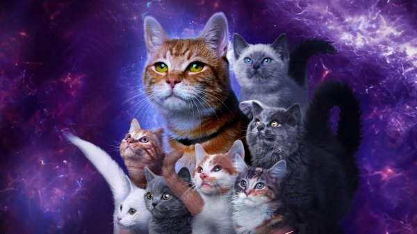 The-marvels-cats-4k-wallpaper