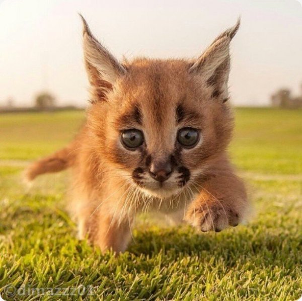 Скриншот 2014.04.12 13h10m03s 005