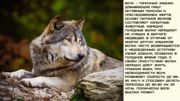 Волк