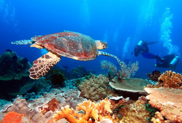 подводный-мир-Бали-1024x694
