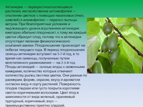 Актинидии