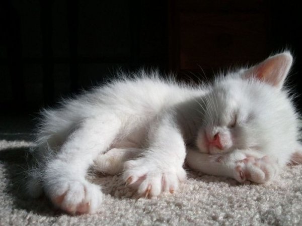 cats cats 73