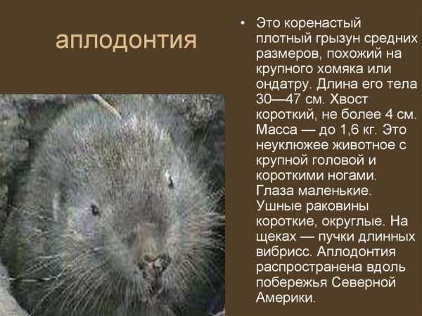 Аплодонтия