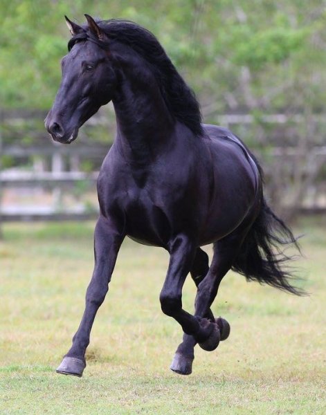 Horses love