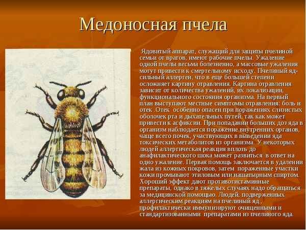 Медоносная пчела