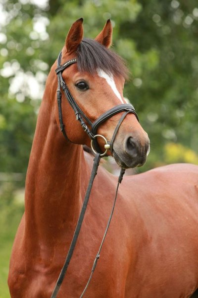 Horse love
