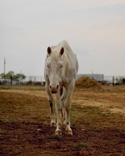 MEDIA # OF HORSE