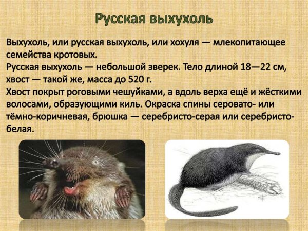 Русская выхухоль