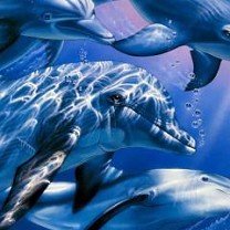 All Animals 024