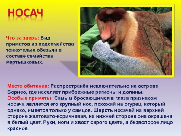 Носач