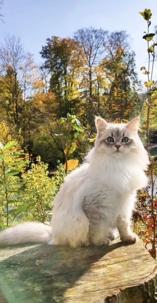 ffa5c83ed2a84961b255a7cba0f5