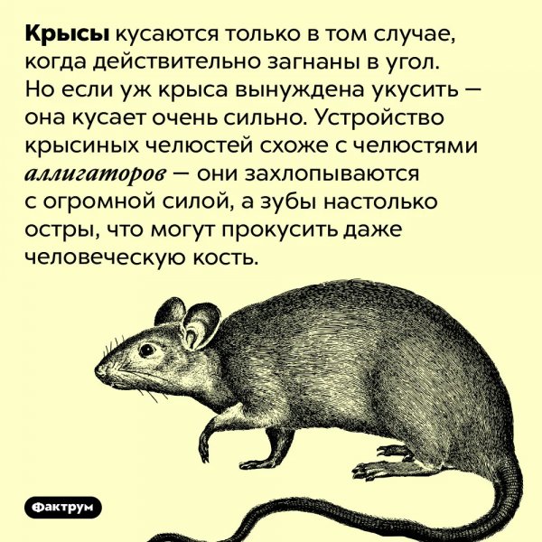 Небольшой факт