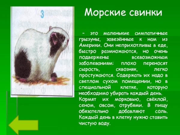 Морские свинки