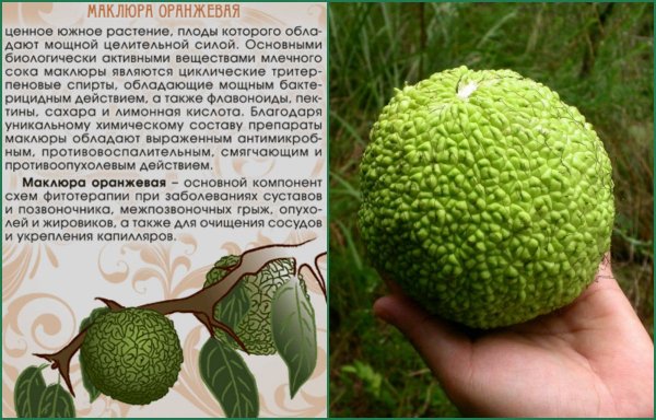 Маклюра оранжевая