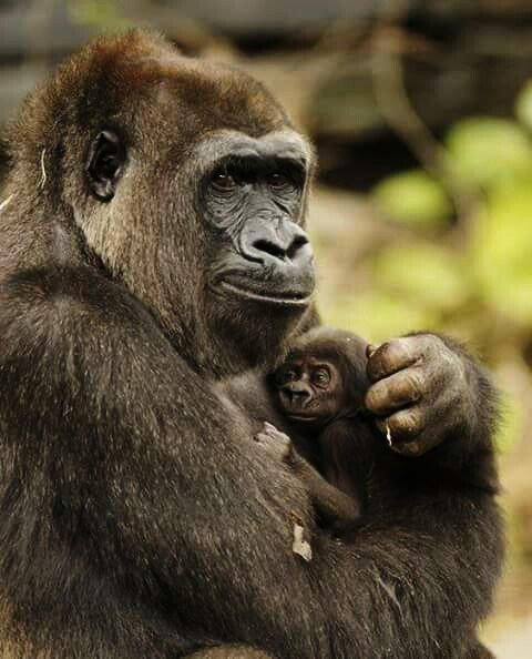 обезьяны 212436