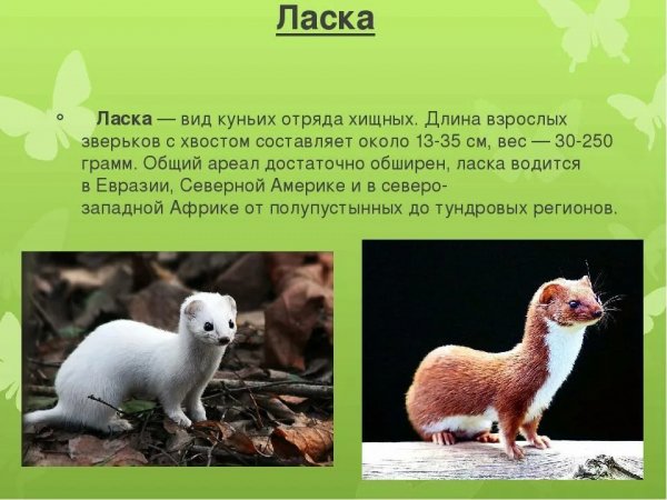 Ласка