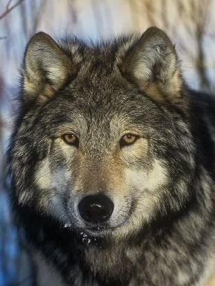 wolf