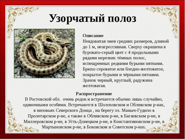 Узорчатый полоз