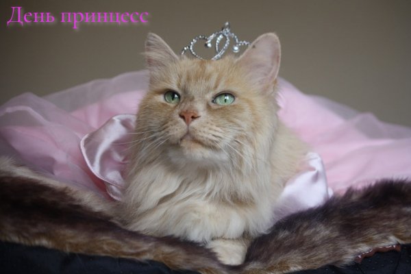 День принцесс