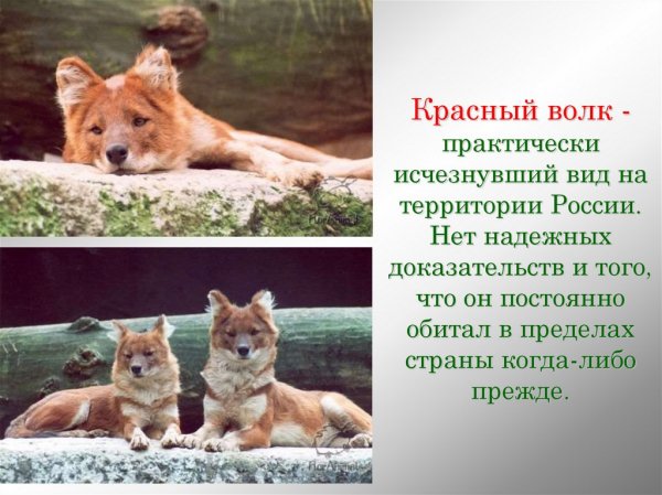 Красный волк