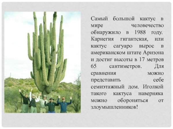 Карнегия гигантская