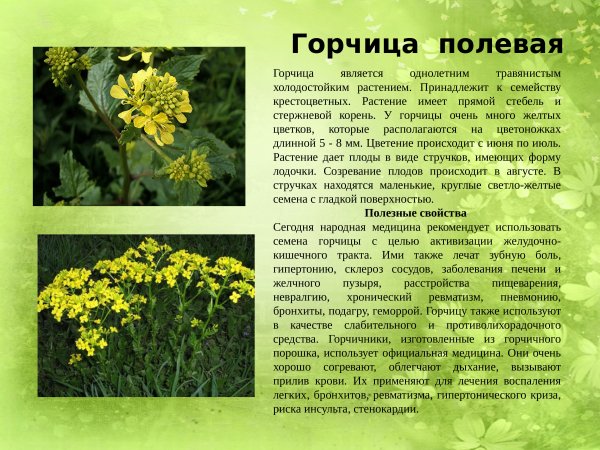 Горчица полевая