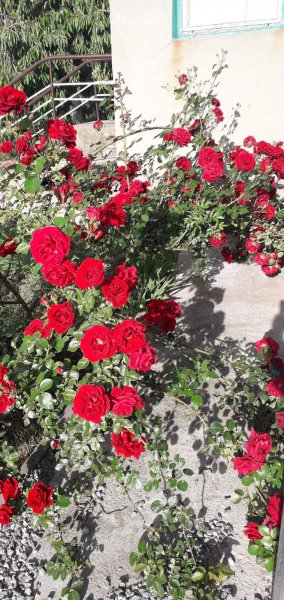 ИГОРЕШИНА РОЗОЧКА