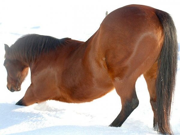 Horse50