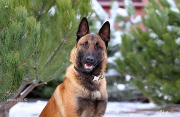 Бельгийская овчарка (Малинуа)