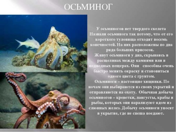 Осьминог