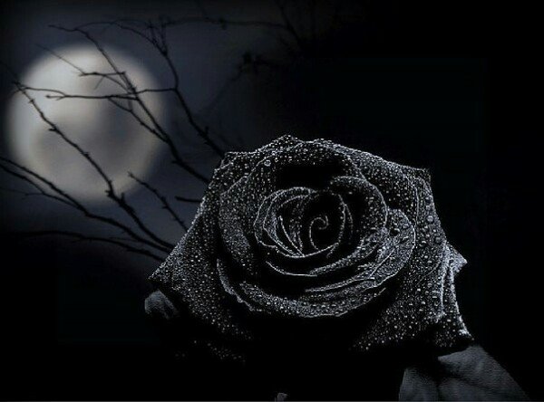 picture_253606159