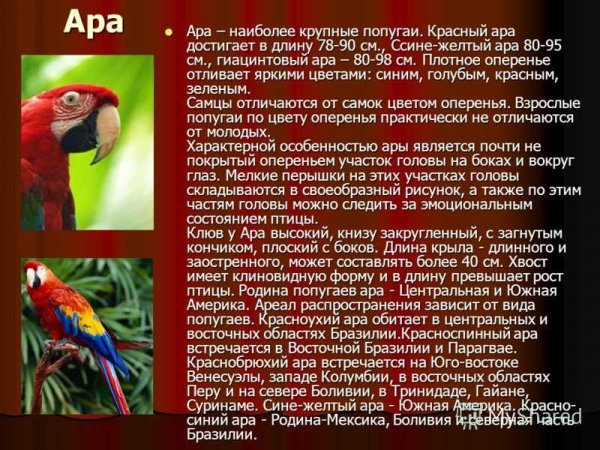 Ара