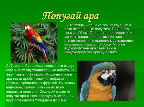 Попугай ара