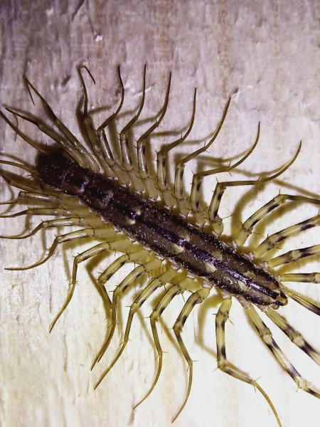 Сороконожка