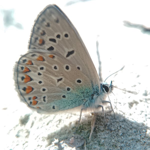 Бабочка Голубянка