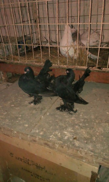 IMAG0367 1