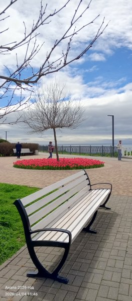 Анапа. Цветут красные тюльпаны