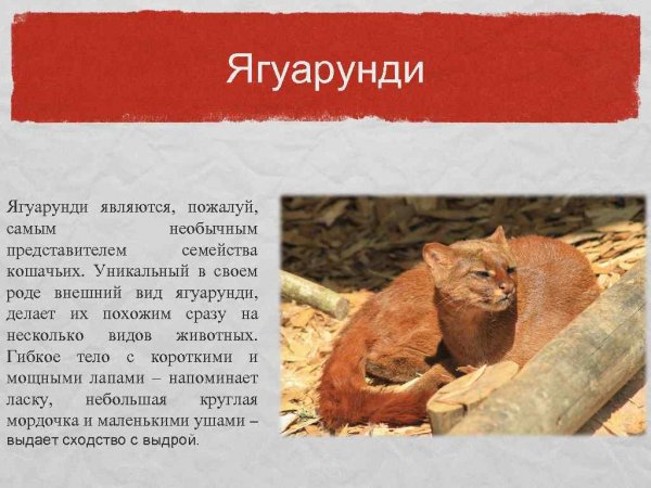 Ягуарунди