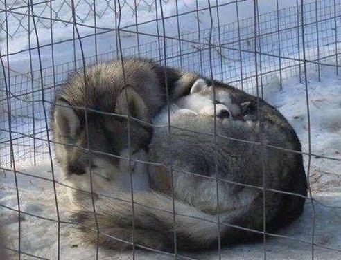 getImage-17