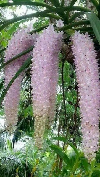 Amazing orchid flower