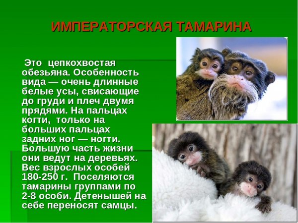 Императорская тамарина