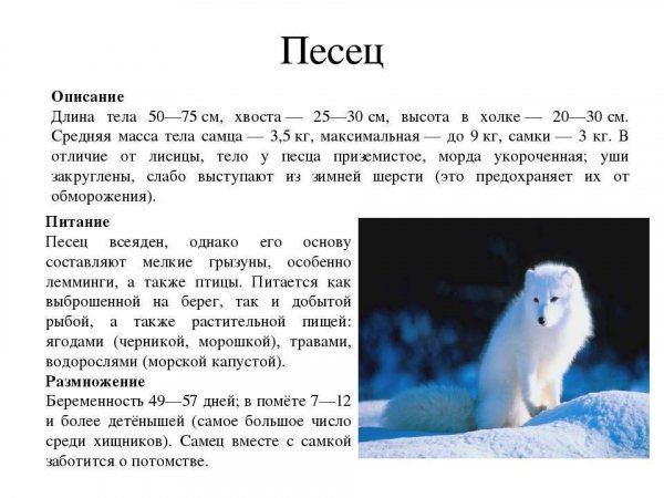 Песец