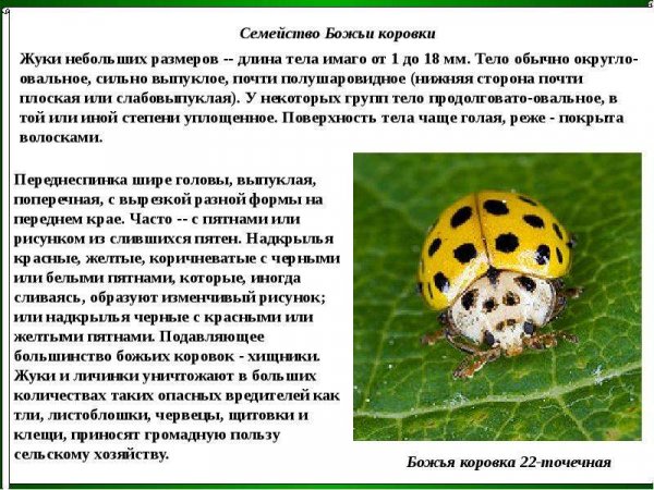 Божьи коровки