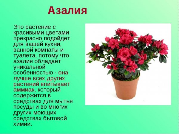 Азалия